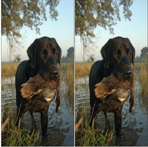Lab Duck Hunting Dog in Grassy Lake Cornhole Wraps