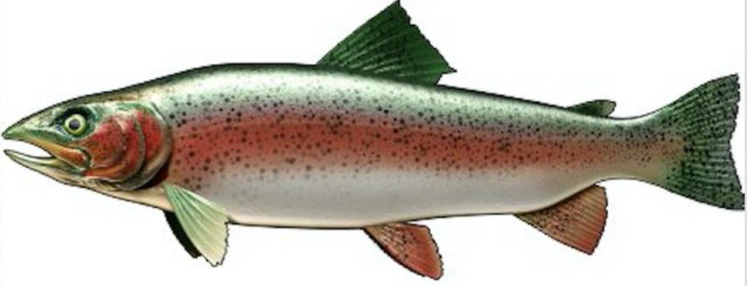 Rainbow Trout Decal